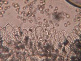 Inocybe sororia image