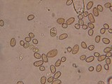 Inocybe sororia image