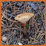 Coltricia cinnamomea image