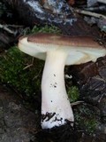 Russula mustelina image