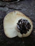 Russula mustelina image