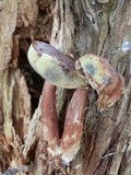 Imleria badia image