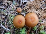 Hygrocybe laeta var. laeta image