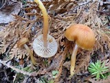 Hygrocybe laeta var. laeta image