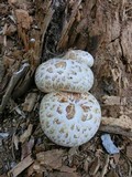 Neolentinus ponderosus image