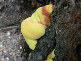 Laetiporus conifericola image