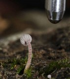Mycena corticola image