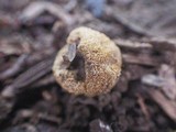 Rhizophagus fasciculatus image