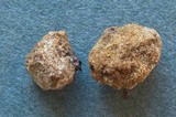 Rhizophagus fasciculatus image