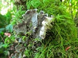Peltigera membranacea image