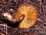 Phylloporus arenicola image