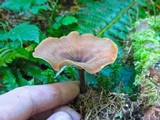 Royoporus badius image