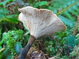 Royoporus badius image