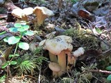 Cantharellus formosus image