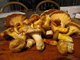 Cantharellus formosus image