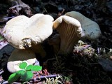 Cantharellus formosus image
