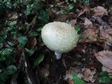 Amanita velatipes image