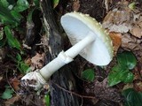 Amanita velatipes image