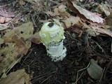 Amanita velatipes image