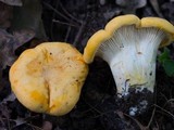 Cantharellus phasmatis image