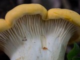Cantharellus phasmatis image