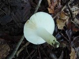 Russula cyanoxantha image
