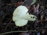 Russula cyanoxantha image