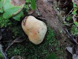 Russula flavisiccans image