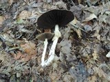 Agaricus silvicola image