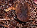 Phylloporus arenicola image