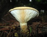 Tapinella atrotomentosa image
