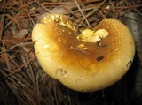 Tapinella atrotomentosa image
