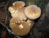 Tapinella atrotomentosa image