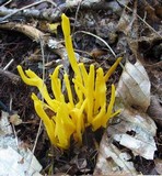 Clavulinopsis fusiformis image
