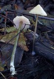 Entoloma conicum image