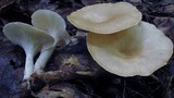 Clitocybe gibba image