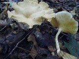 Clitocybe gibba image