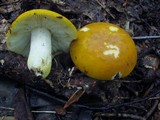 Russula ochroleucoides image
