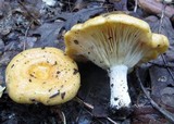 Lactarius croceus image