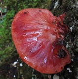 Fistulina hepatica image