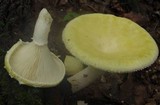 Pleurotus dryinus image