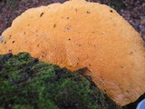 Hapalopilus croceus image
