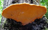 Hapalopilus croceus image