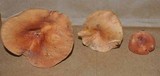 Lactarius hygrophoroides image