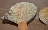Lactarius hygrophoroides image