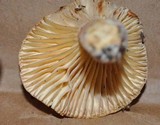 Lactarius hygrophoroides image