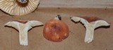 Lactarius hygrophoroides image