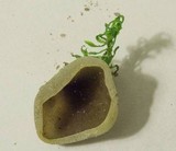 Peziza succosa image
