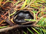 Plectania milleri image