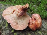 Hygrophorus purpurascens image